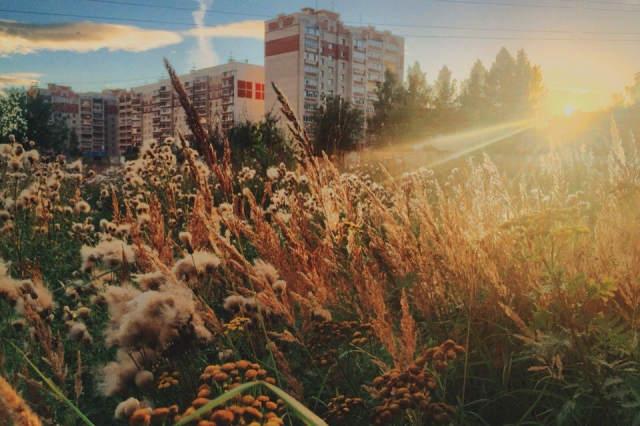 Будто колоски