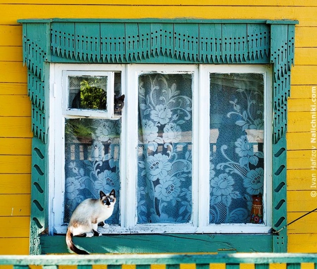 Костромские коты в окне