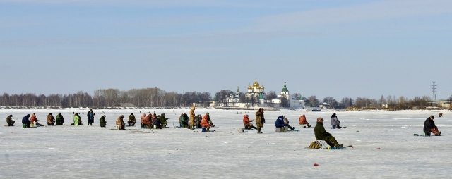 Костромские пингвинчики