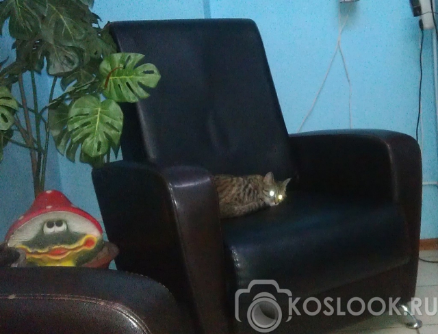 Всевидящий кот следит за тобой