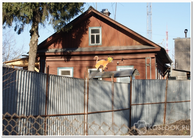 Костромские кошки