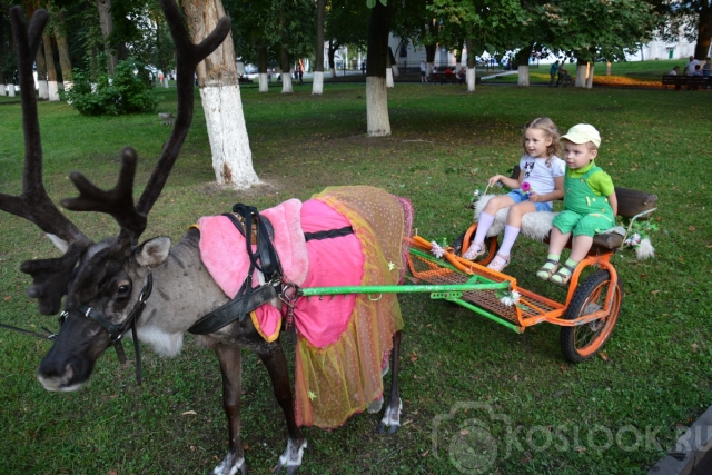 Костромской олень