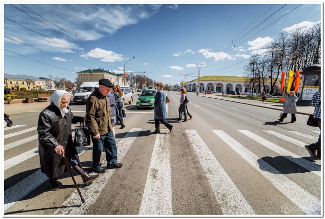 Главная зебра