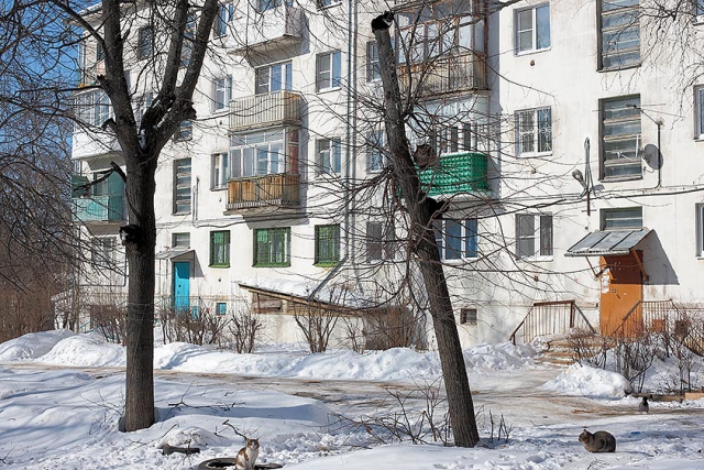 Сколько кошек на фотографии?