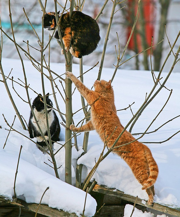 Весна пришла!